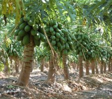 Invest in tropical fruit farmlets